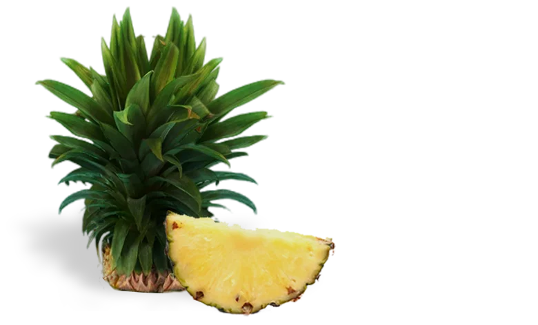 Campos Roa Caturron coffee pineapple image